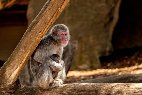 BIG4 Launceston Holiday Park image 30